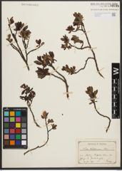 Foto von Salix waldsteiniana Willd.